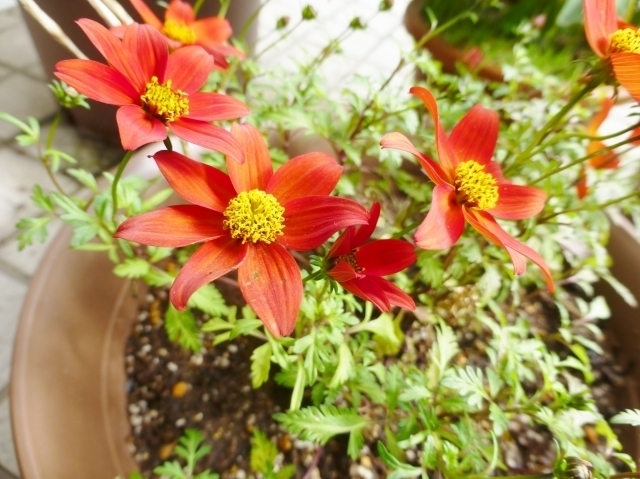 2100424_s.jpg