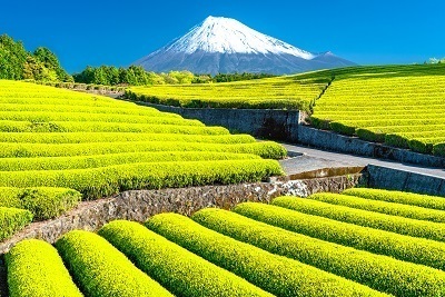 5月タイトル画像案①富士と茶畑.jpg